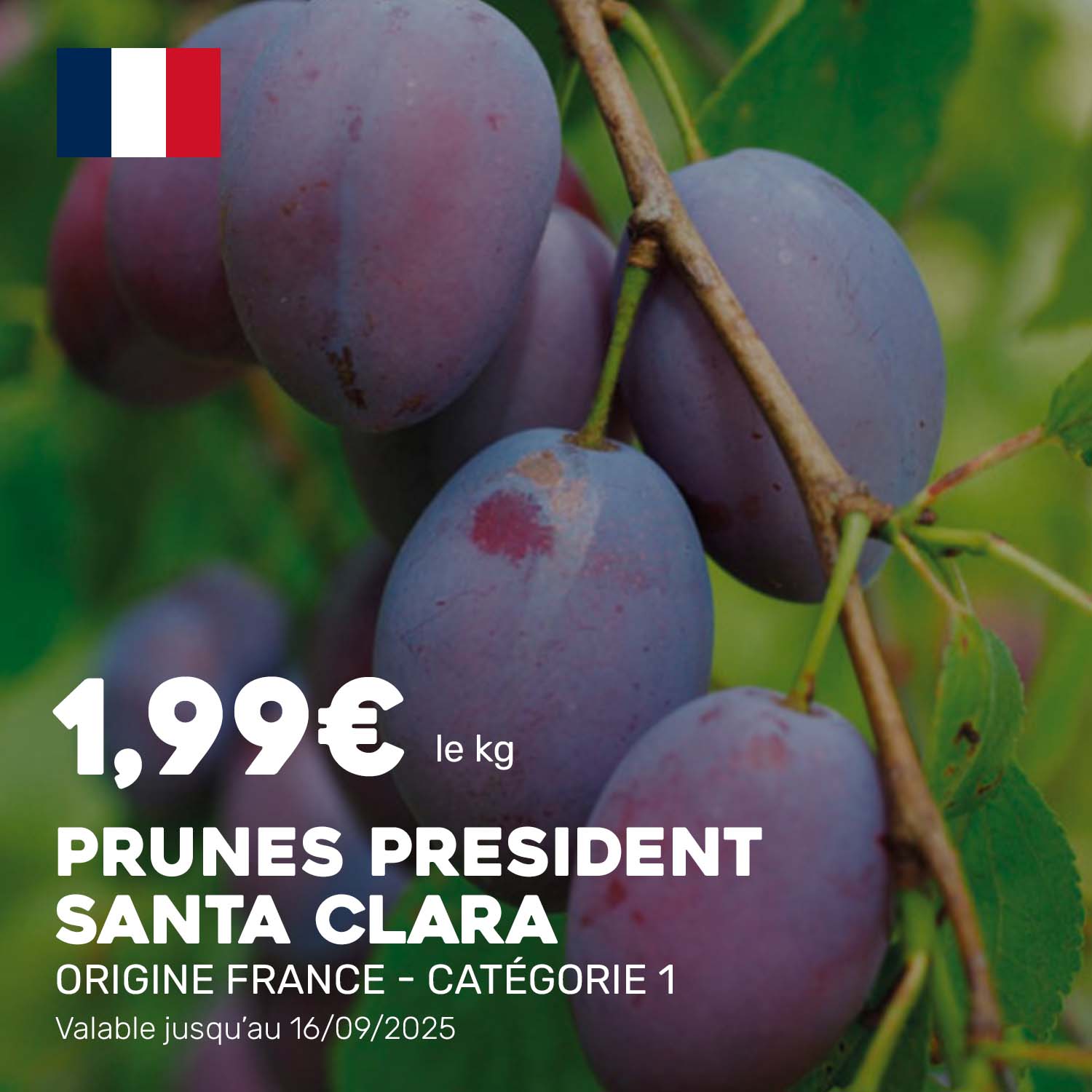 Prunes_President_Santa_Clara