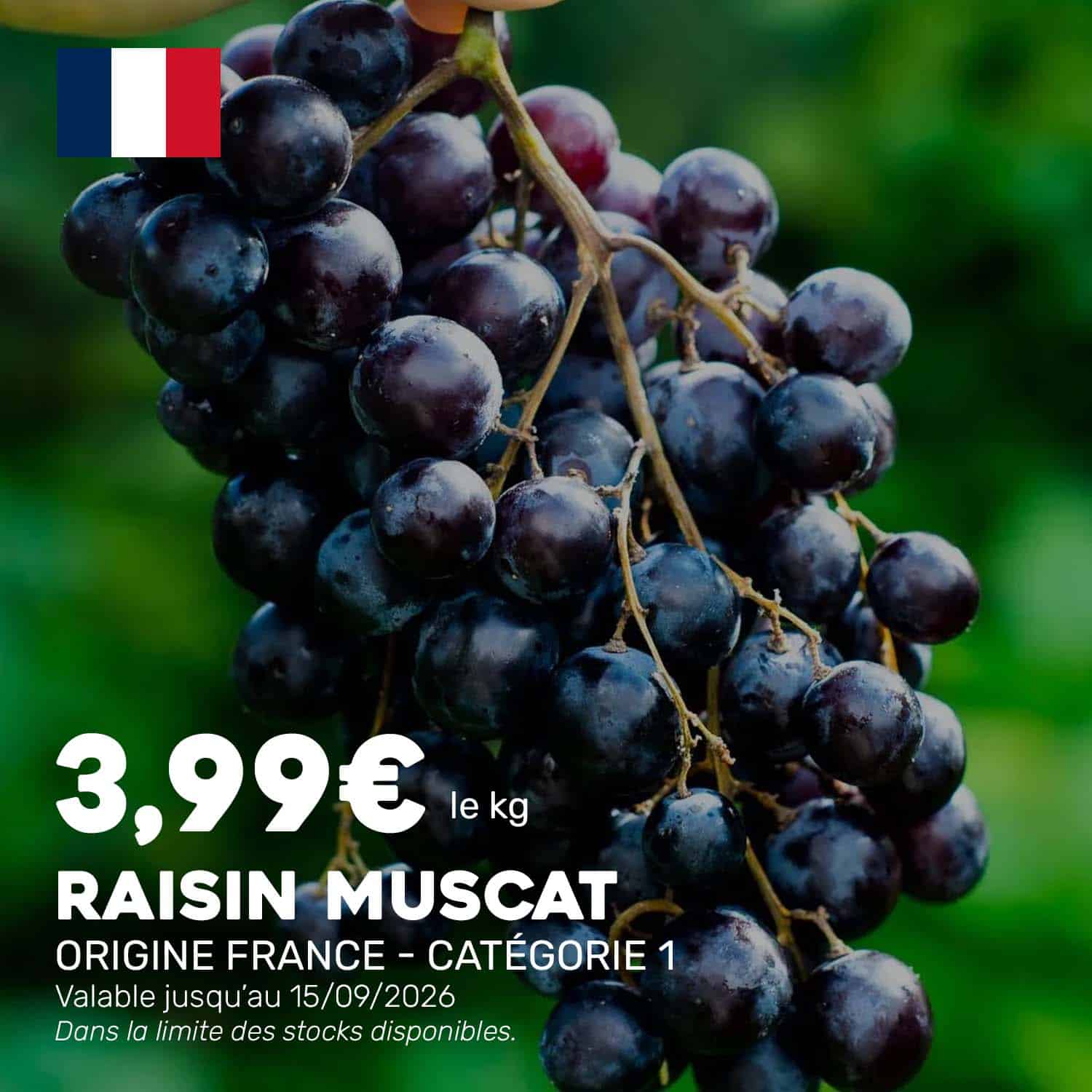 Raisin_Muscat_2