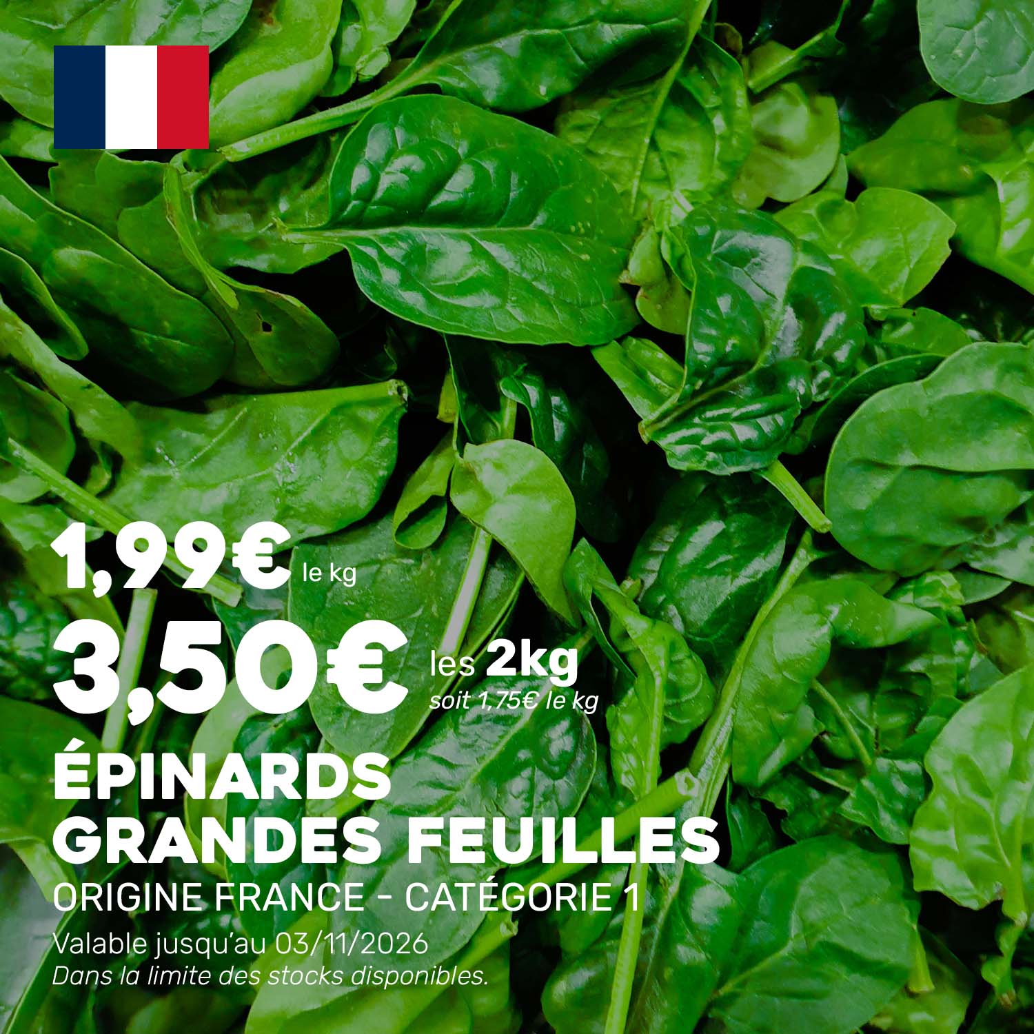 Epinards_grandes_feuilles_6